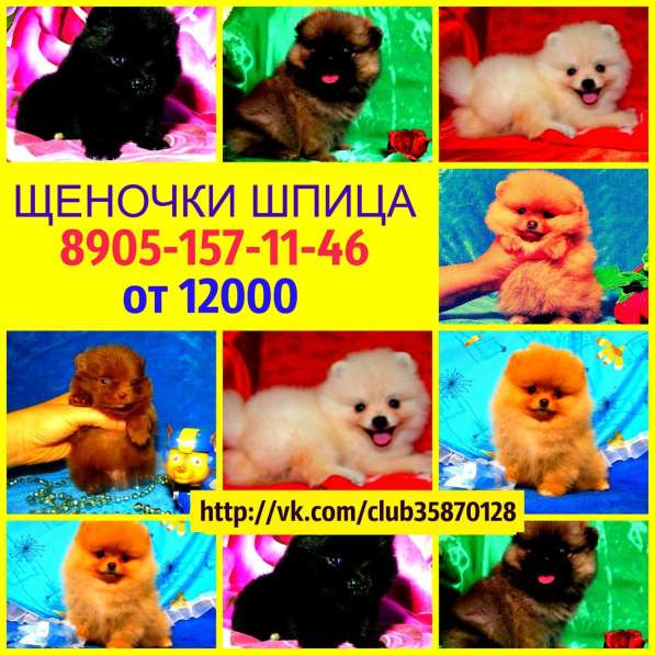 Красивые щеночки померанского шпица недорого