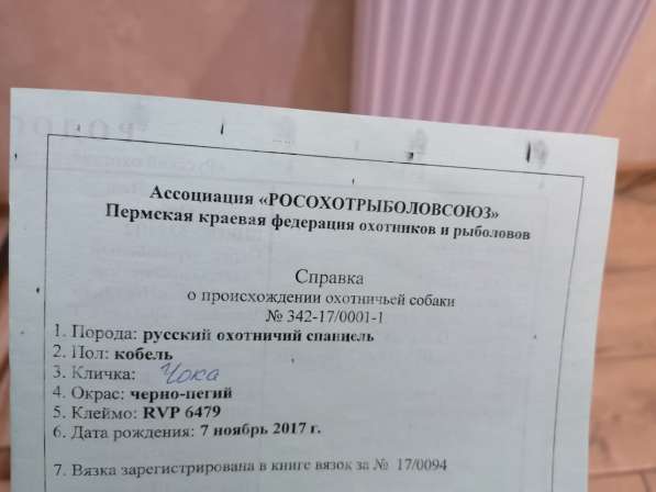 Щенки кокер спаниеля в Краснодаре