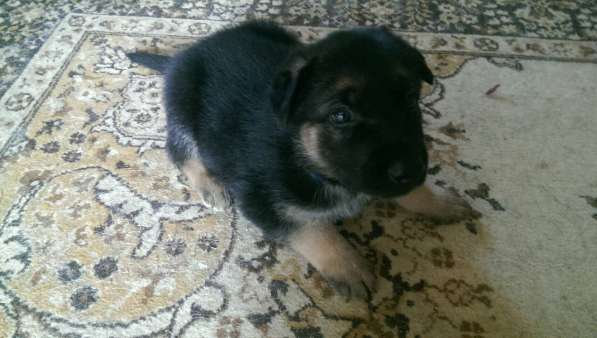 Продаются щенков ВЕО в Евпатории фото 32