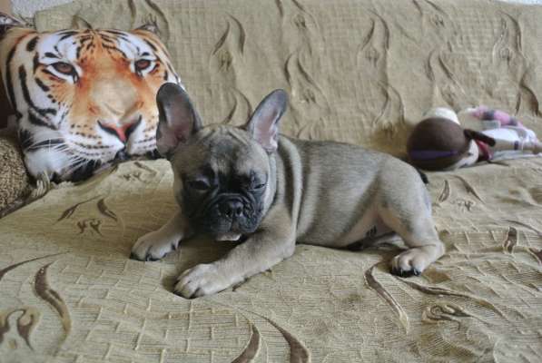 Продаётся Кнопочка в Москве