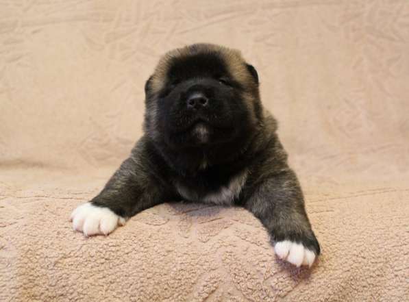 Щенки Американской акиты в Санкт-Петербурге фото 8