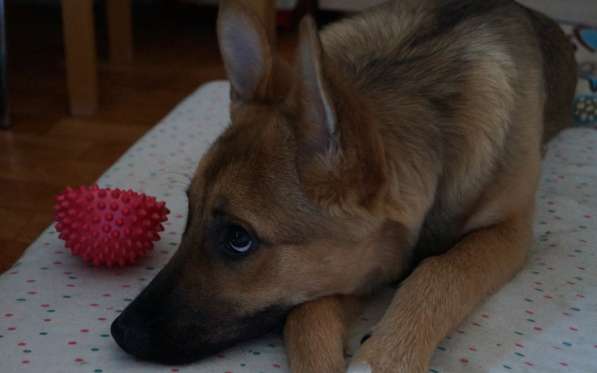Ника, семейная собака ищет дом в Бронницах фото 3