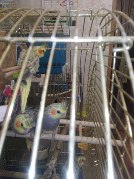 Продаются птенчики корелл и волнистых попугав-для обучения в Москве фото 4