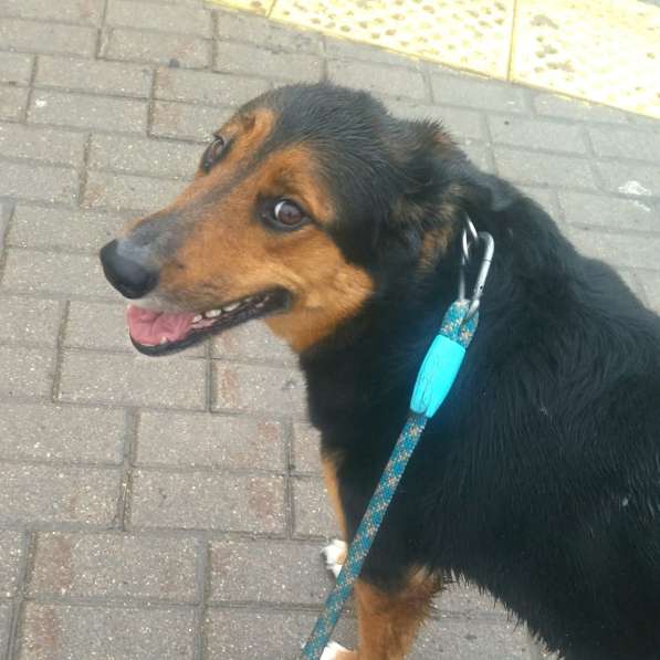 Метис овчарки Рекс ищет дом в Москве фото 11