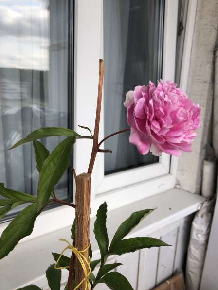 Пион розовый в Москве фото 14