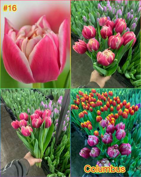 Принимаем заказы на тюльпаны к 14 февраля и 8 марта в фото 13