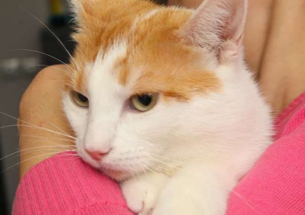 Кошечка Янина - два цвета счастья в добрые руки в Москве фото 12