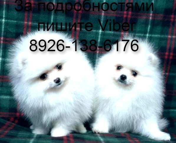 Щенки белого померанского шпица
