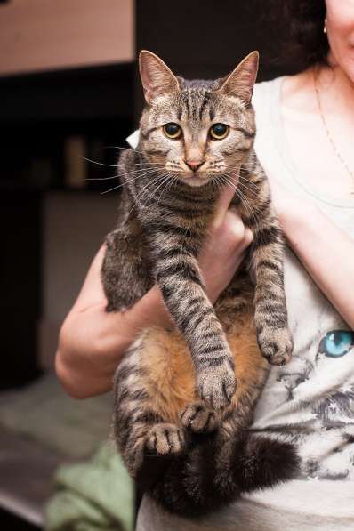 Фелисия – шикарная кошка в поисках дома! в Москве фото 5