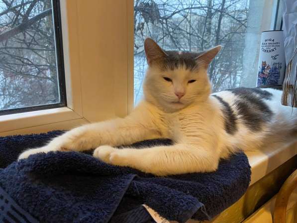 Кот Тимофей ищет новый дом СПб