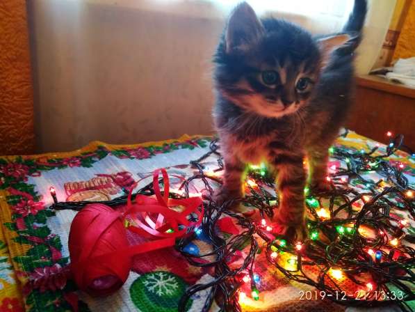 Отдам котенка в добрые руки! в Братске фото 7