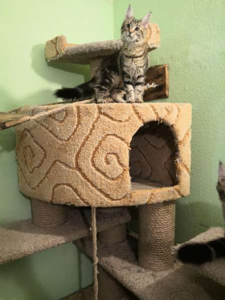 Девочка Мейн кун в Челябинске фото 13