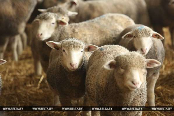 Овцы породы Иль-Де-Франс в 