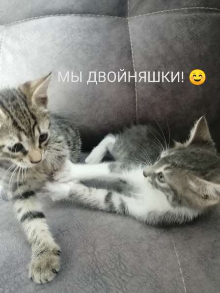 Мы, котята, ищем дом