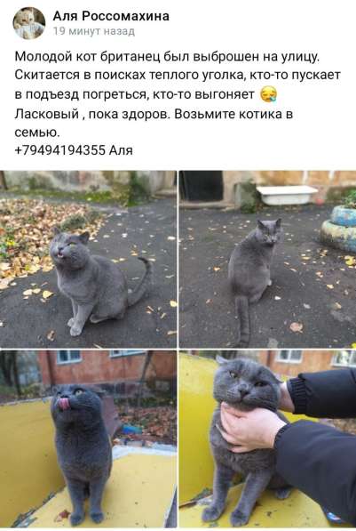 Отдам котика в добрые руки