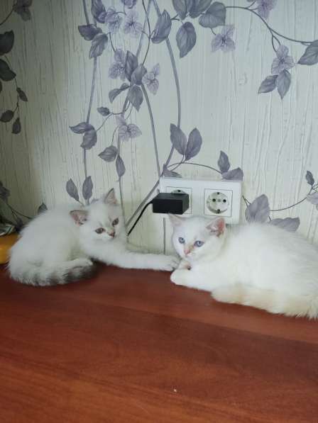 Шотландские котята в Краснодаре фото 9