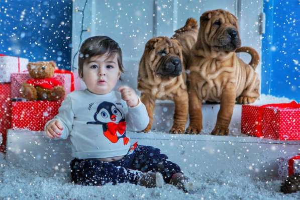 Щенок шар пея от Чемпиона Европы 2017 в Севастополе фото 3
