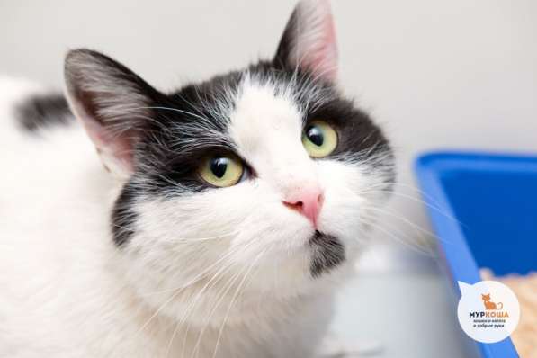 Вы наконец нашли идеальную кошечку