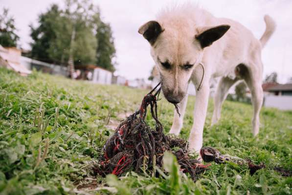Белоснежный красавец Шумахер, молодой особенный пес в дар в Москве
