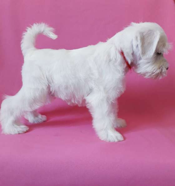 Белые цвержики в Барнауле фото 5