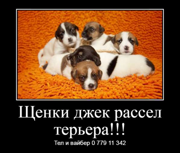 Щенки джек рассел терьера! в фото 18