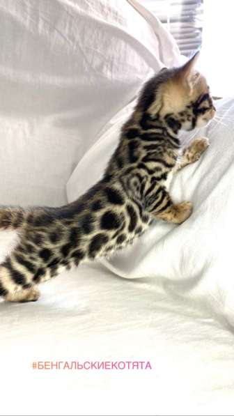 Бенгальские котята в Ростове-на-Дону фото 28