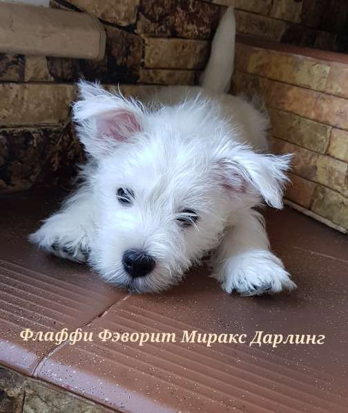 Очаровательные детки Вест Хайленд Вайт Терьер в Москве фото 6