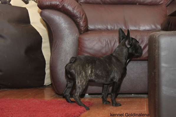 Французский бульдог тигровый мальчик в Москве фото 6