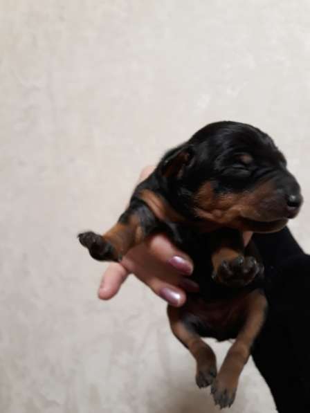 Щенки Цвергпинчера в Москве