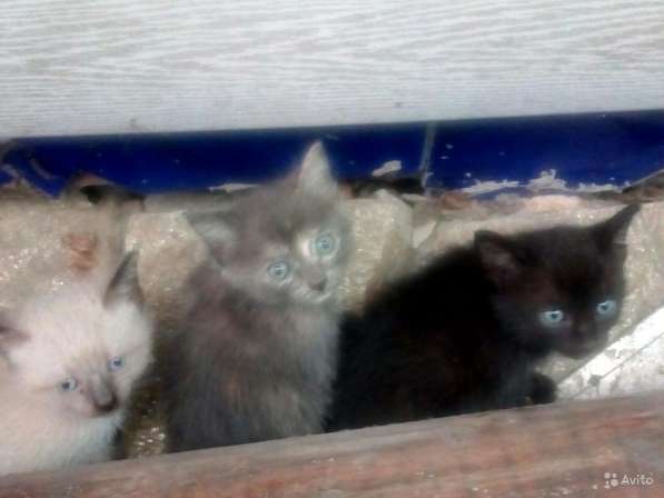 Три котенка в Челябинске фото 3