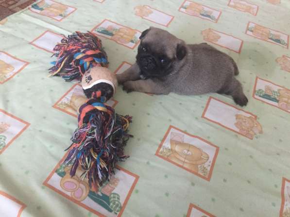 Щенки мопсы в Новокузнецке фото 20