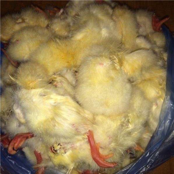 Куплю замороженных цыплят