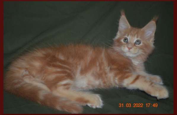 Роскошный черный котик мейн-кун из питомника в Астрахани фото 60