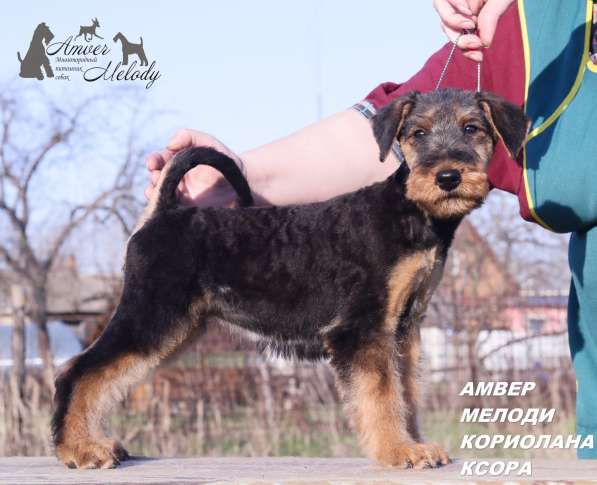 Эрдельтерьера щенки в Москве фото 5