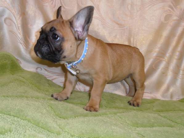 Французский бульдог высокопородные щенки в Люберцы фото 22