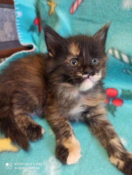 Продажа котят мейн кунов в Снежинске фото 18