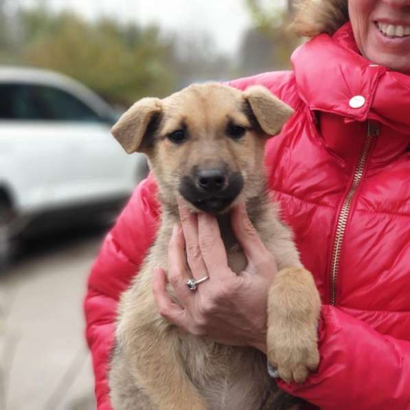 Щенок мальчик