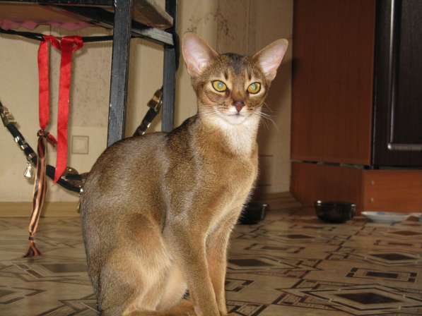 Продажа АБИССИНСКИХ котят в Дмитрове фото 3