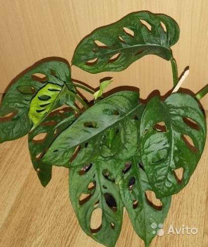 Монстера (Monstera obliqua monkey leaf)
