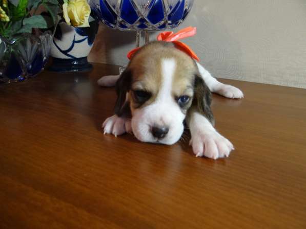 Продаются щенки бигля в Волгограде фото 20