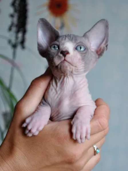 Отда кошечку