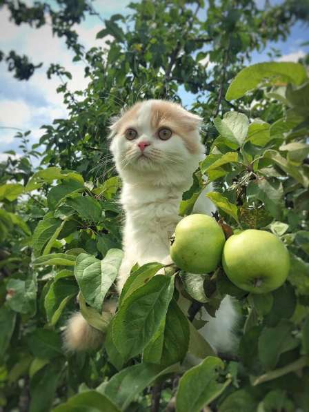 Шотландские котятки в Владимире фото 16