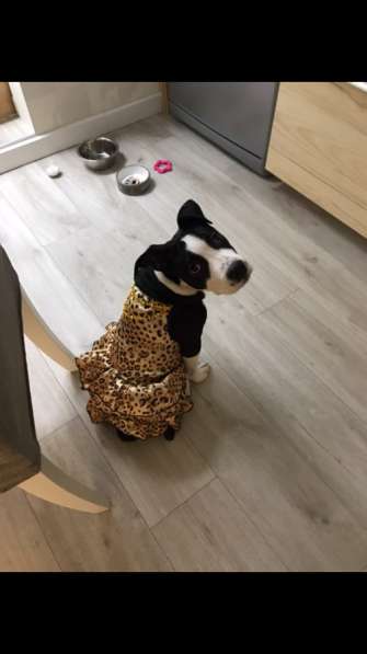 Щенок стаффа в Москве фото 3