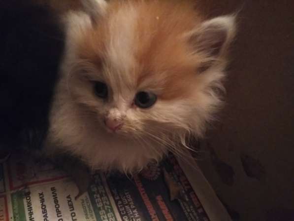 Котята в добрые руки в фото 6