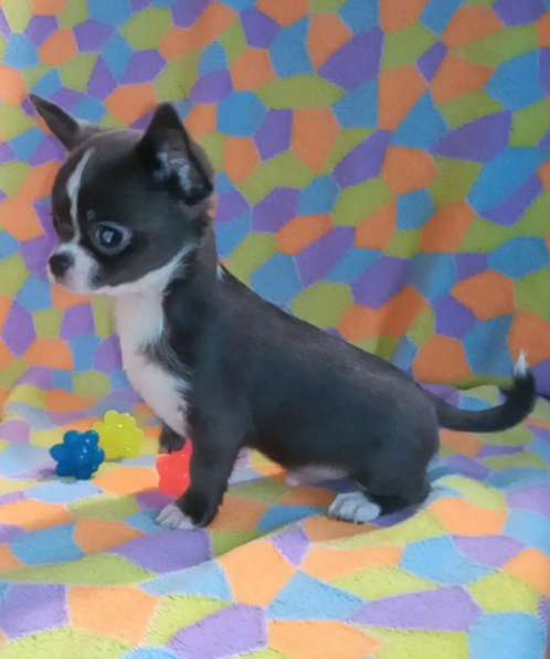 Чихуахуа. Blue в 