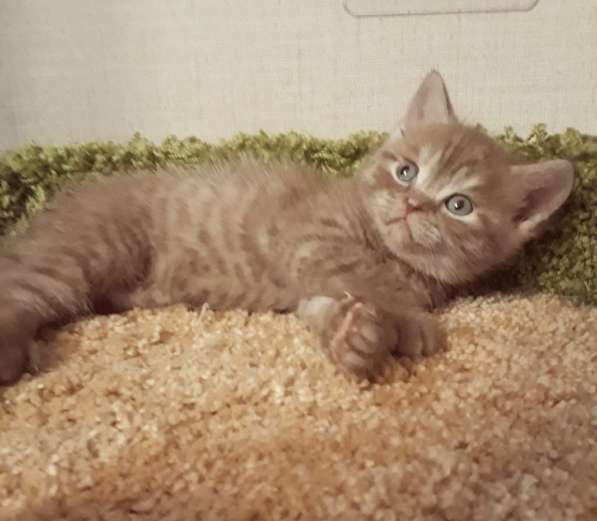 Плюшевый шотландский котенок Иржик редкого окраса цинаион в Всеволожске фото 3