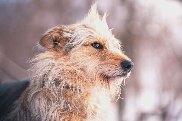 Трогательный Чарлик ищет дом в Москве фото 16