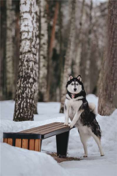 Хаски Конор в добрые руки в Москве фото 54