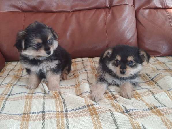 Щенки в Нижнем Новгороде