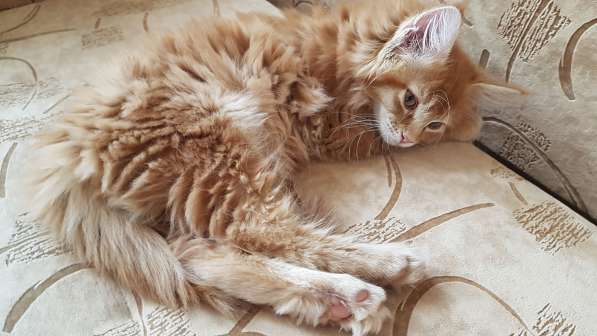 Продаётся красная девочка мейн-кун в Санкт-Петербурге фото 53